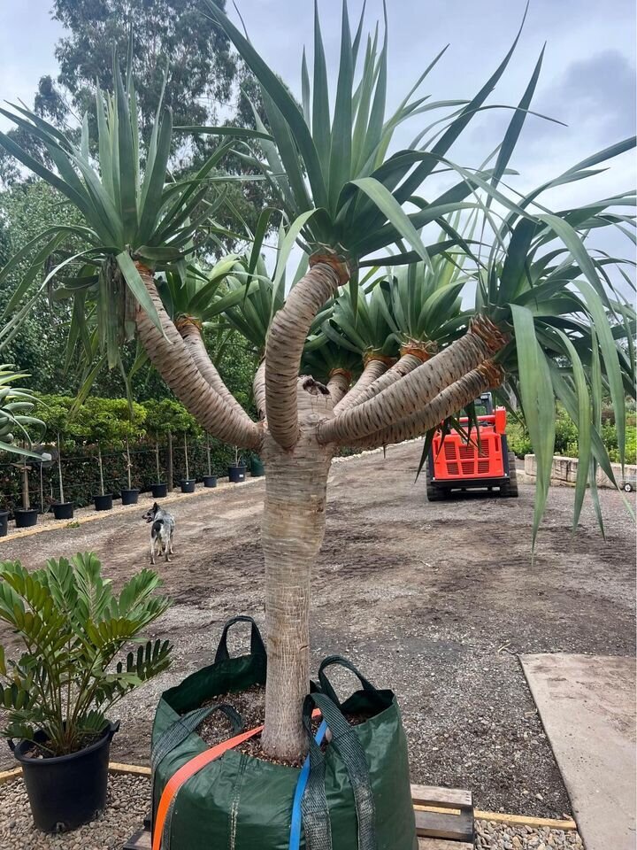 dracaena draco dragon trees for sale - mature trees sydney