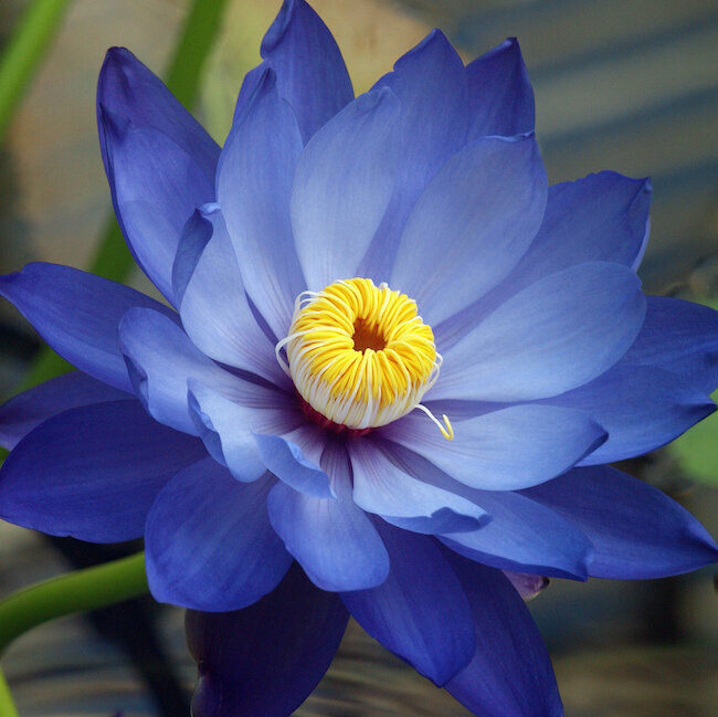 A beautiful blue lotus