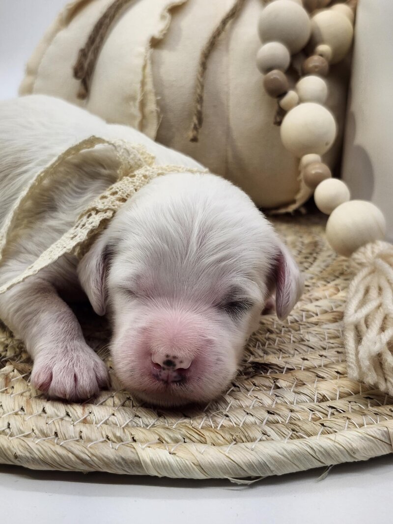 f97313e6-63bc-4faa-a78a-06d57b3aa745