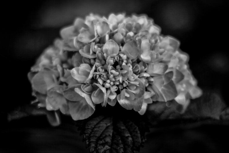 Limited Edition Fine Art Photographic Metal Print Black and white closeup of flower and petals title Bokeh