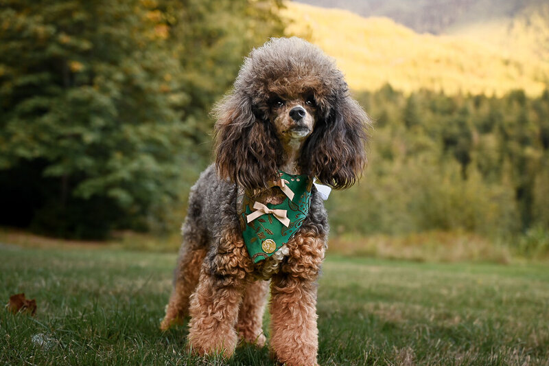 Heavenly Puppies to Love Cavapoo, Cockapoo, and Maltipoo Puppies Photo Sep 21 2025, 6 32 41 PM48