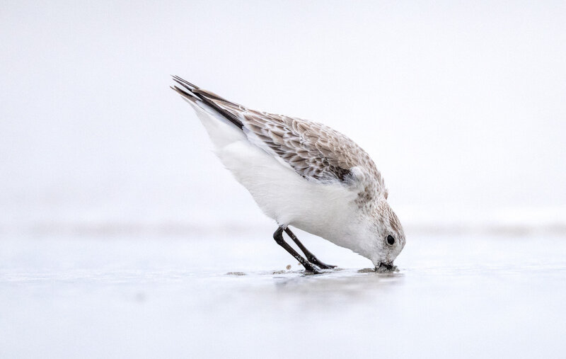 Sanderling_001