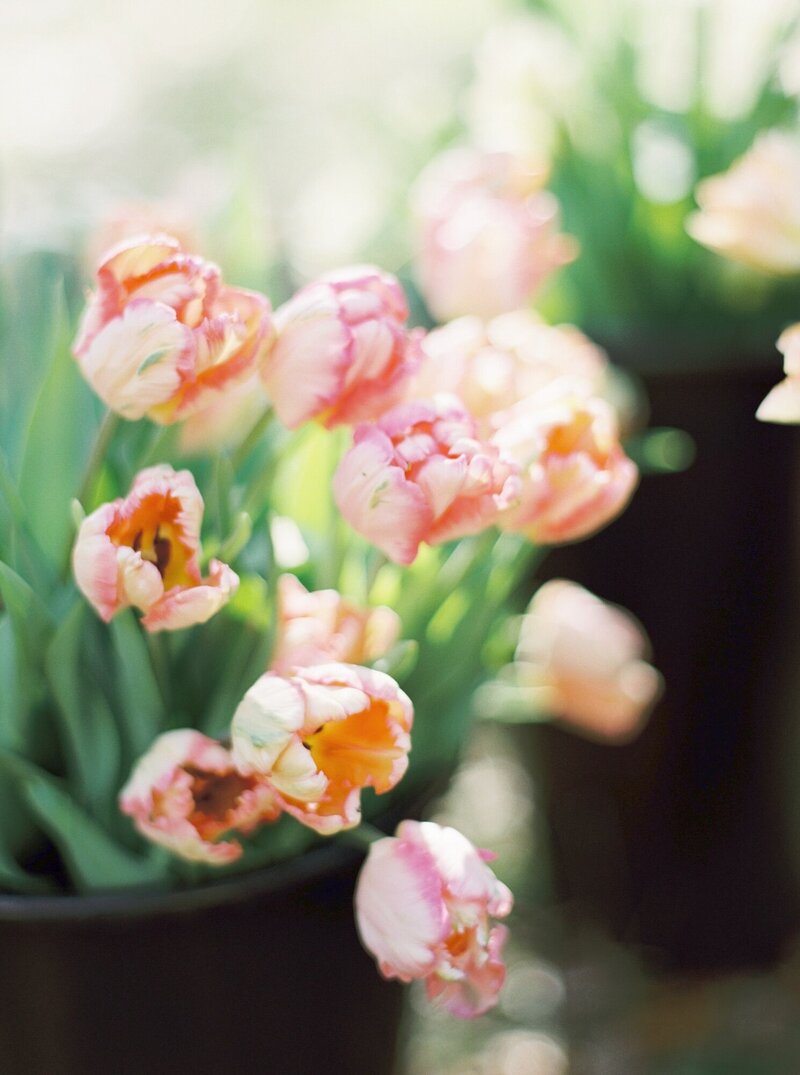 Pink tulips in a bucket