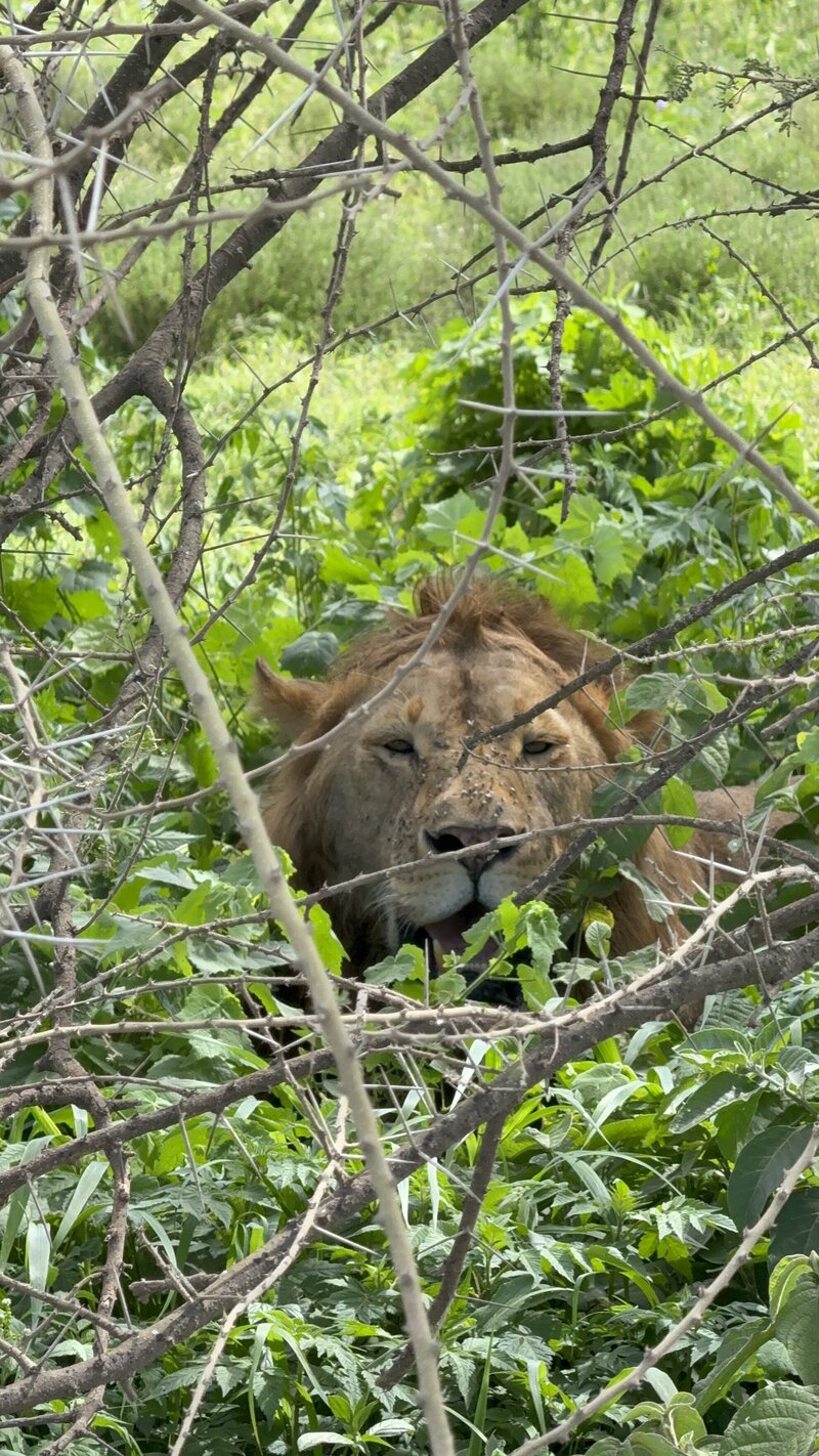 Lion hiding