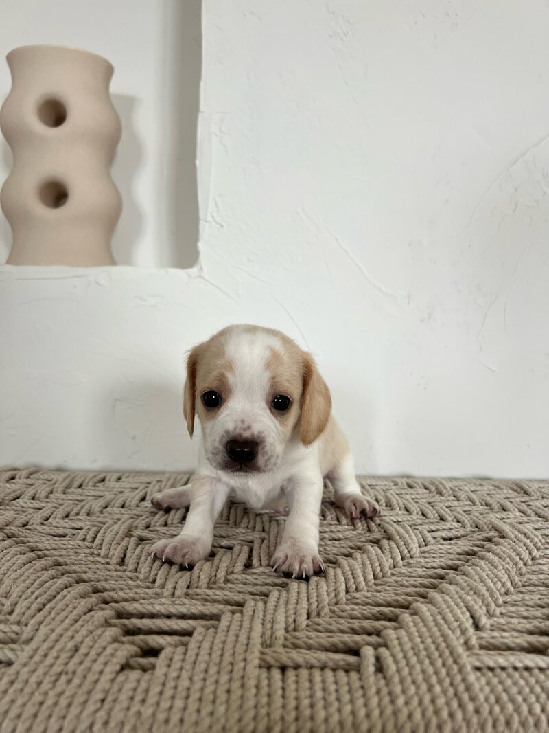 Pocket Beagle Puppies For Sale