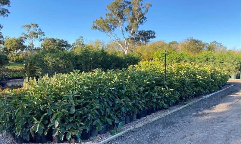 Viburnum Emerald Lustre | Viburnum Odoratissimum | Sydney Plants