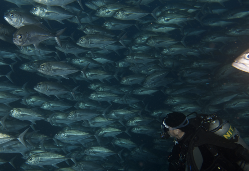 Scuba diver swims in the middle of a school of fish deep underwater in Cocos Island