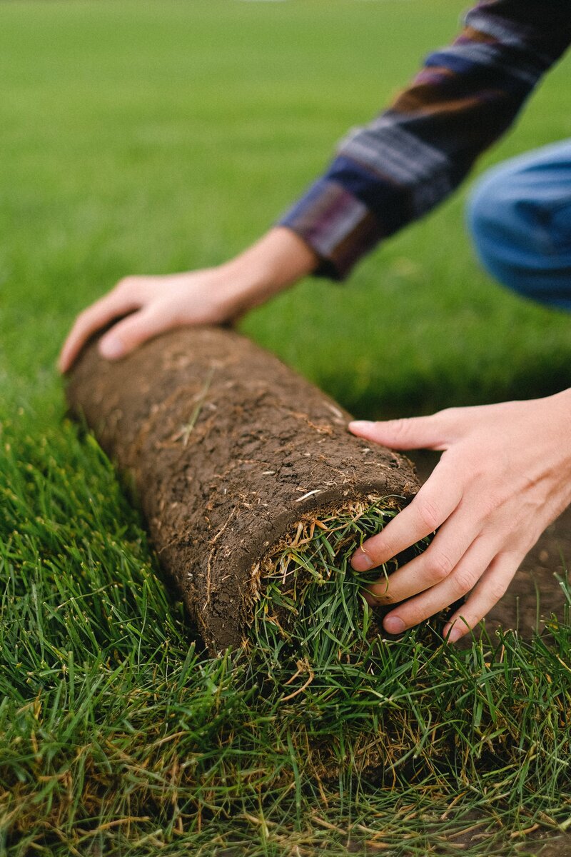 Sod installation Sod laying