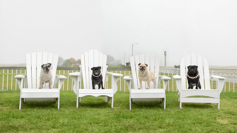 four pugs in lawn chairs