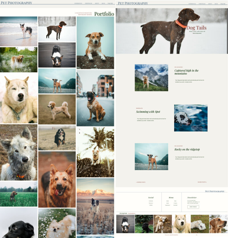 Sample of dog photography showit theme by Connor Walberg
