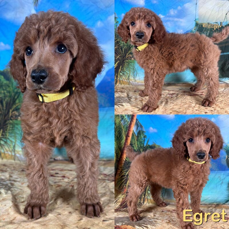 egret7weeks