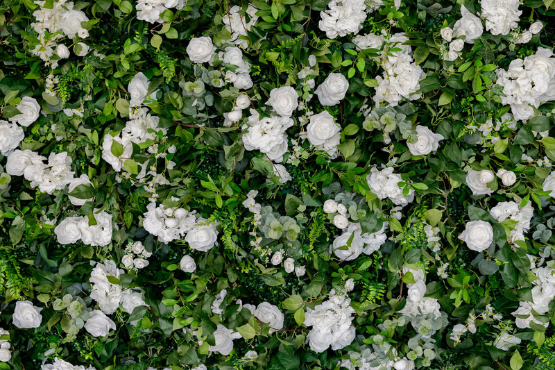 Floral wall with green leaves and white roses.