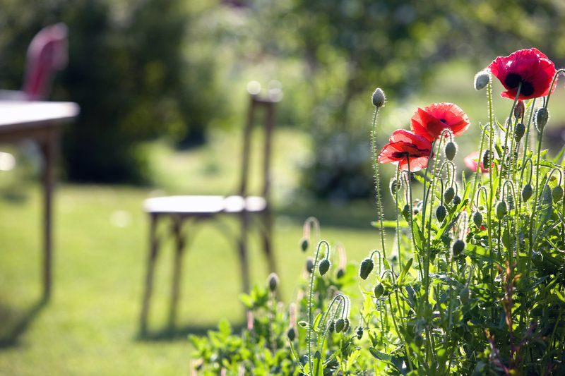 Poppies and Chair flipped