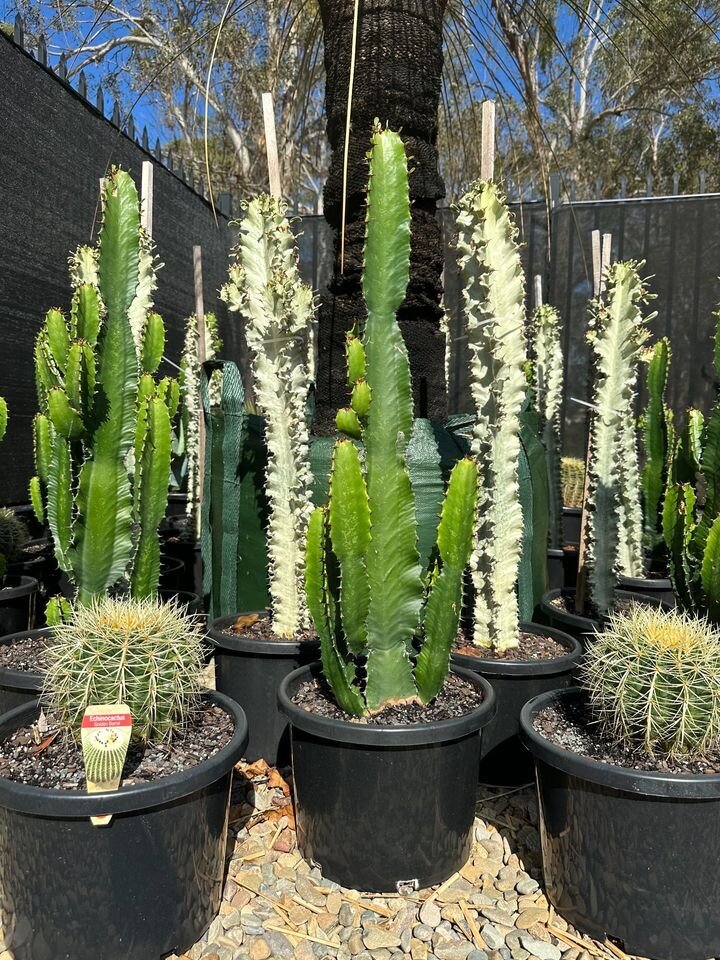 Euphorbia ingens | Cowboy Cactus | Cacti & Succulents Sydney