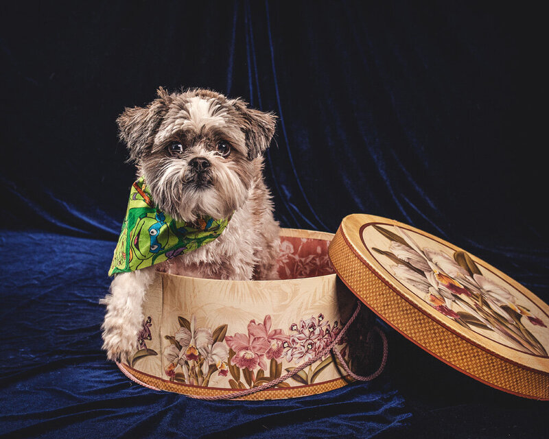 Pet portrait of a small grey and white puppy sits in a hat box