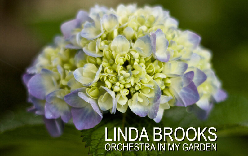 Promotional Branding Image Linda Brooks Orchestra In My Garden Purple and Yellow Flowers closeup
