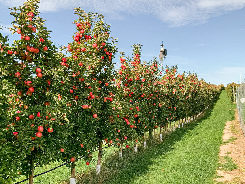 Apple Trees in a Row