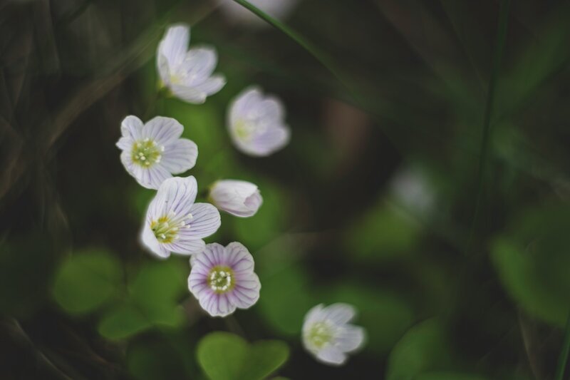 Close up photo of  wood Sorrel Flowers