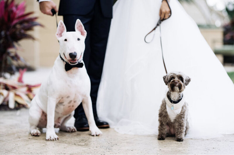 Dogs in wedding