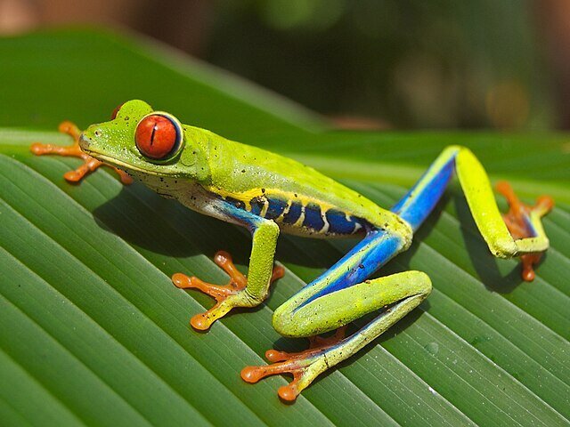 frog15