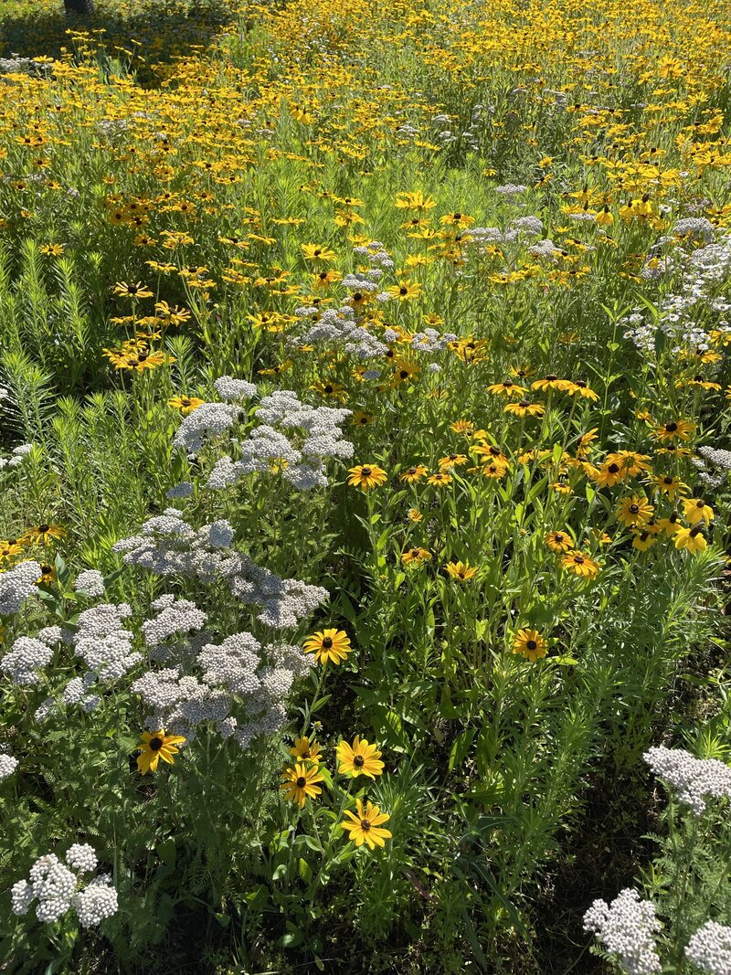 Wildflowers