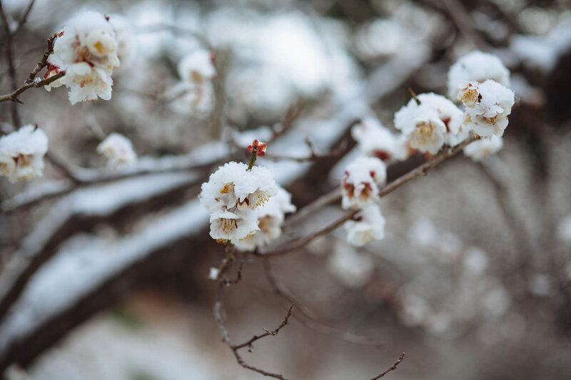 Ume in Snow-2