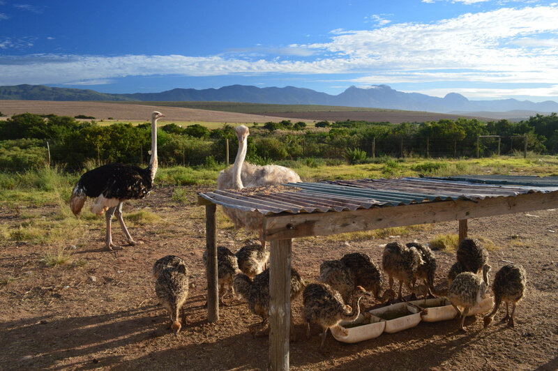 Reis_met_kinderen-Zuid-Afrika-Struisvogelboerderij