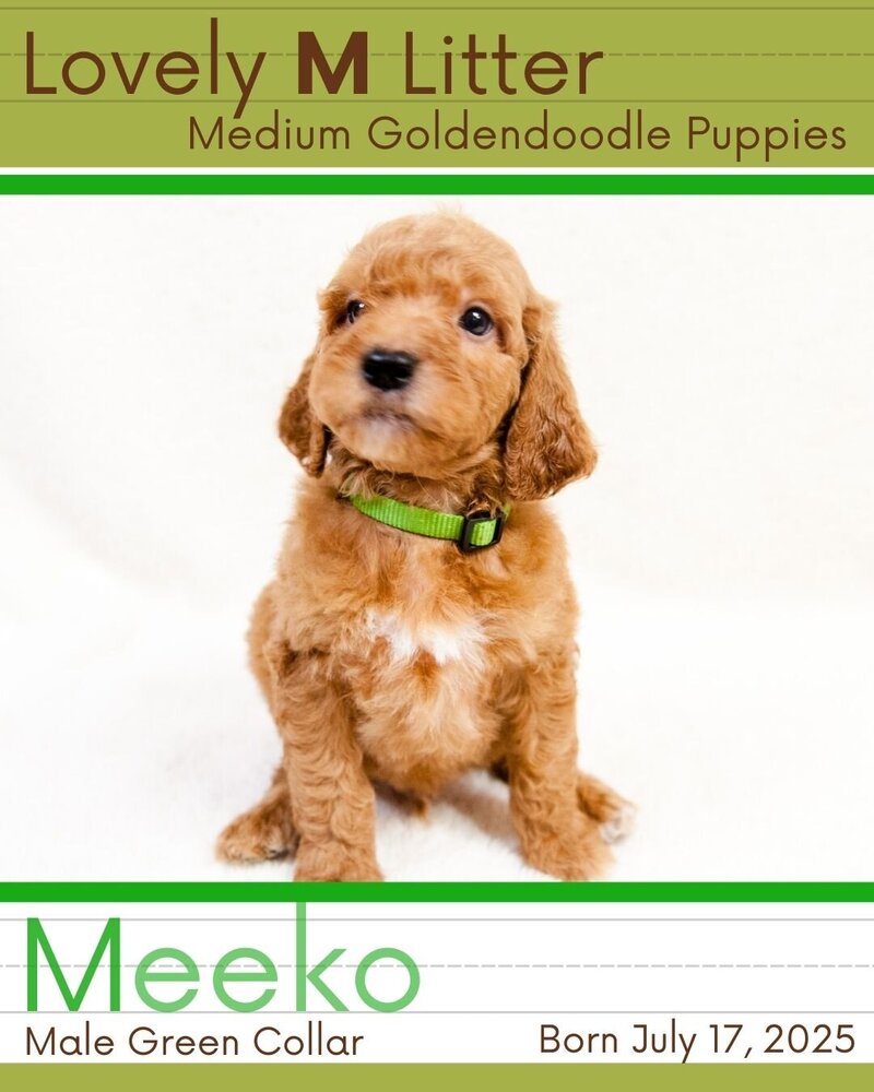 M Litter - Green Meeko Male