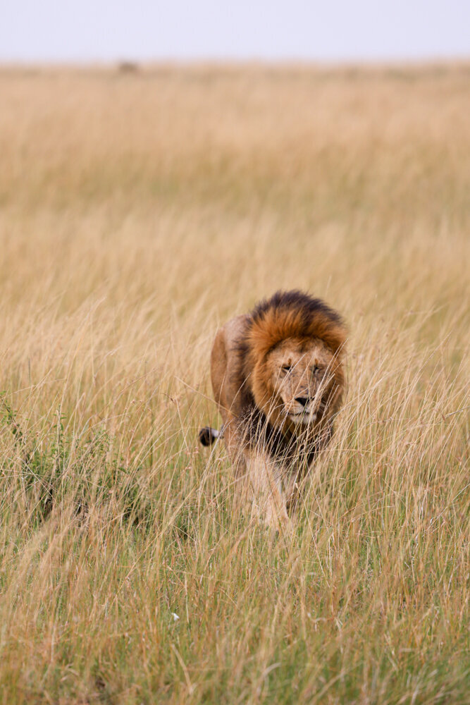 safariedited-064