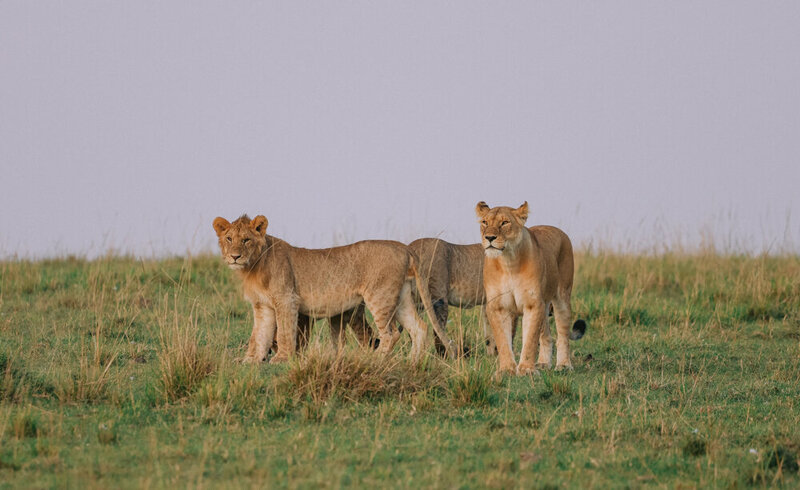 safariedited-526