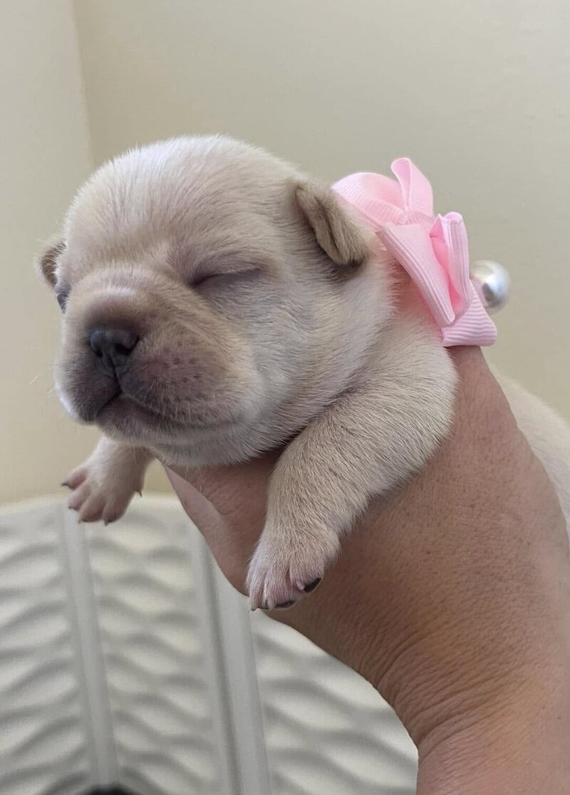 Cream colored french bulldog puppy with a pink bow