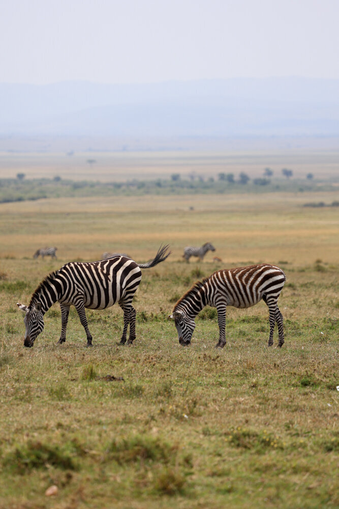 safariedited-045