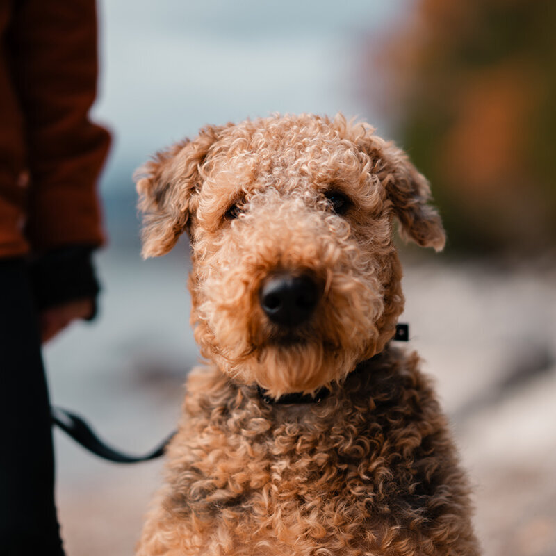 Weller, the Airedale terrier of Alex and Alex from Stated Visuals, a wedding videographer and photographer team based in State College, Pennsylvania.