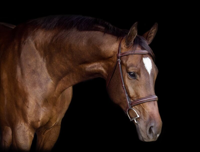 horse