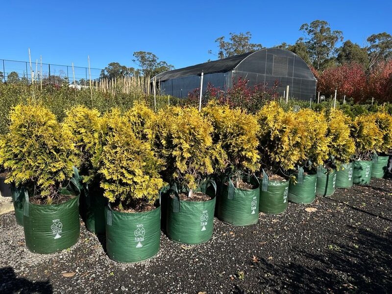 Thuja occidentalis 'Europe Gold' - Europe Gold | Mature Hedging & Screens Sydney