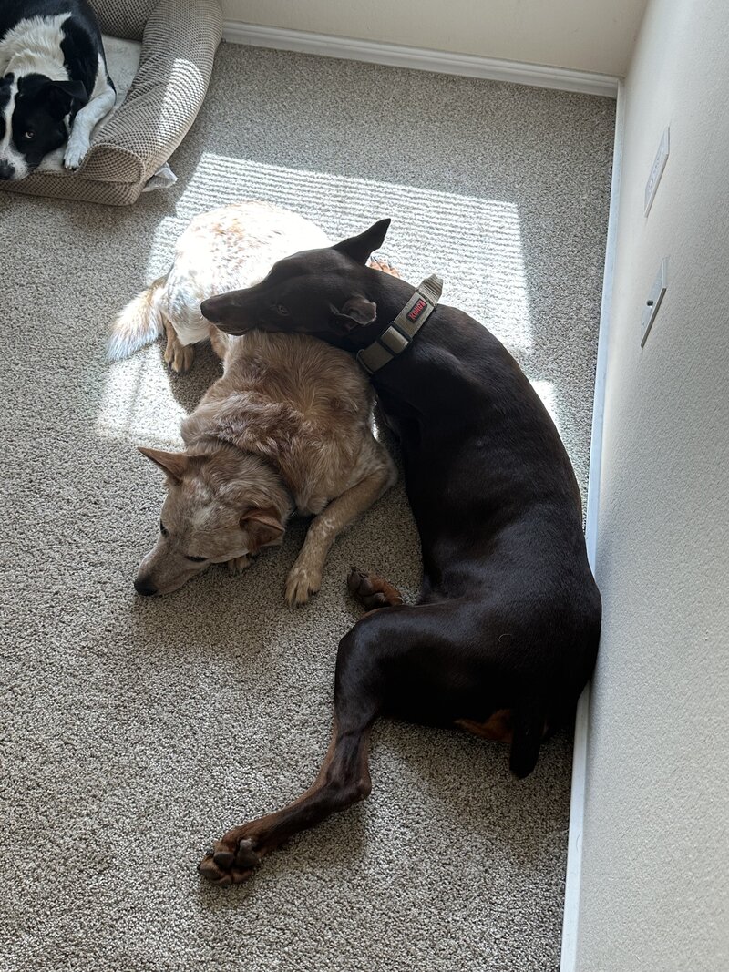happy dogs with dog sitting and boarding business in fort worth texas