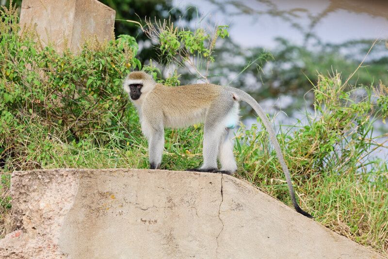 safariedited-396
