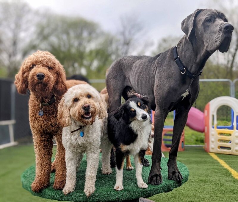 Does A Dog Need Water Overnight