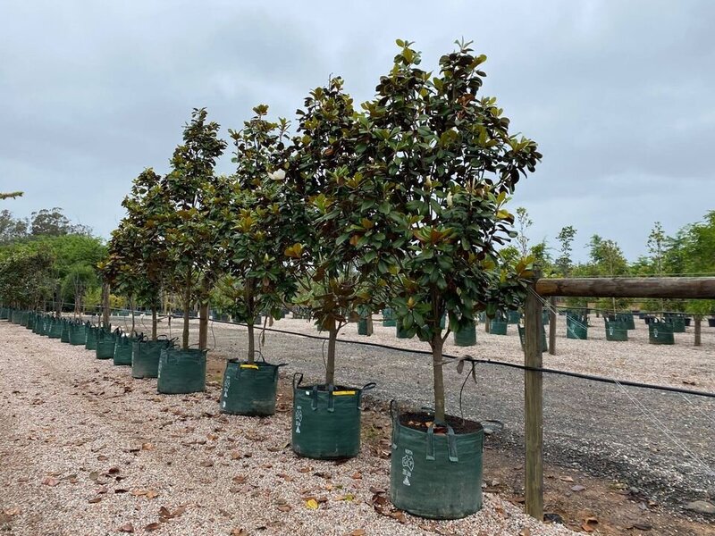 mature Teddy Bear Magnolia Trees for Sale in Sydney