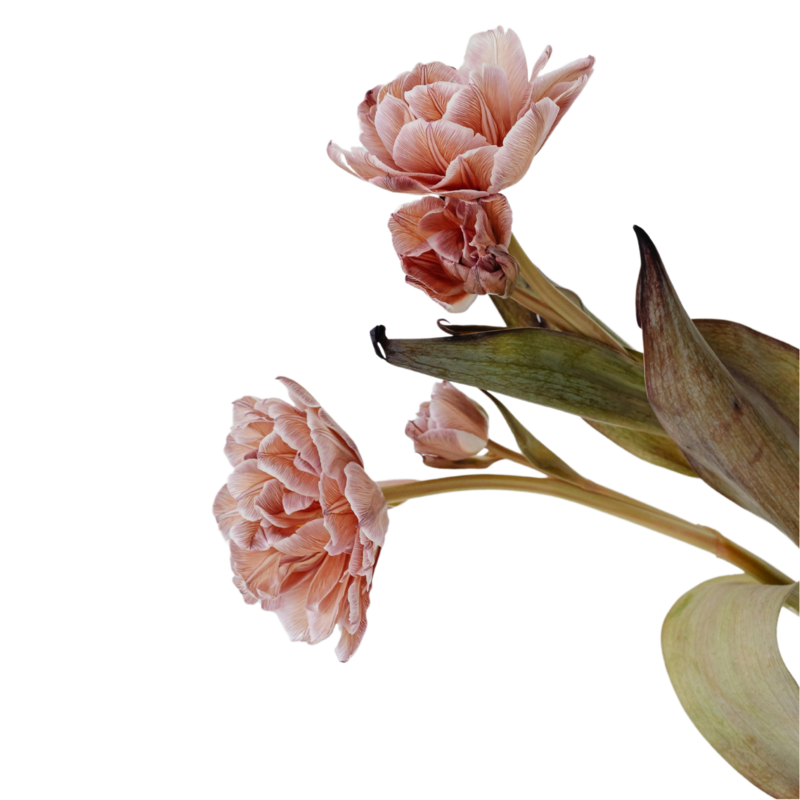 Flower | Emmanuel's Bridal