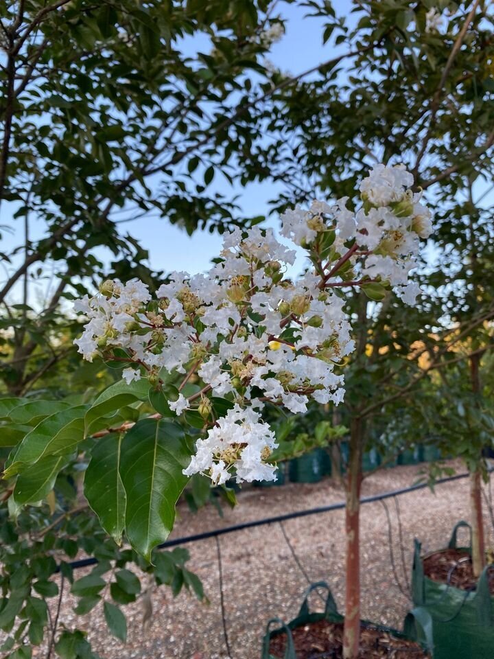 Mature Trees Sydney - Lagerstroemia Indica x L. Fauriei - Crepe Myrtle Natchez - Go Green Nurseries