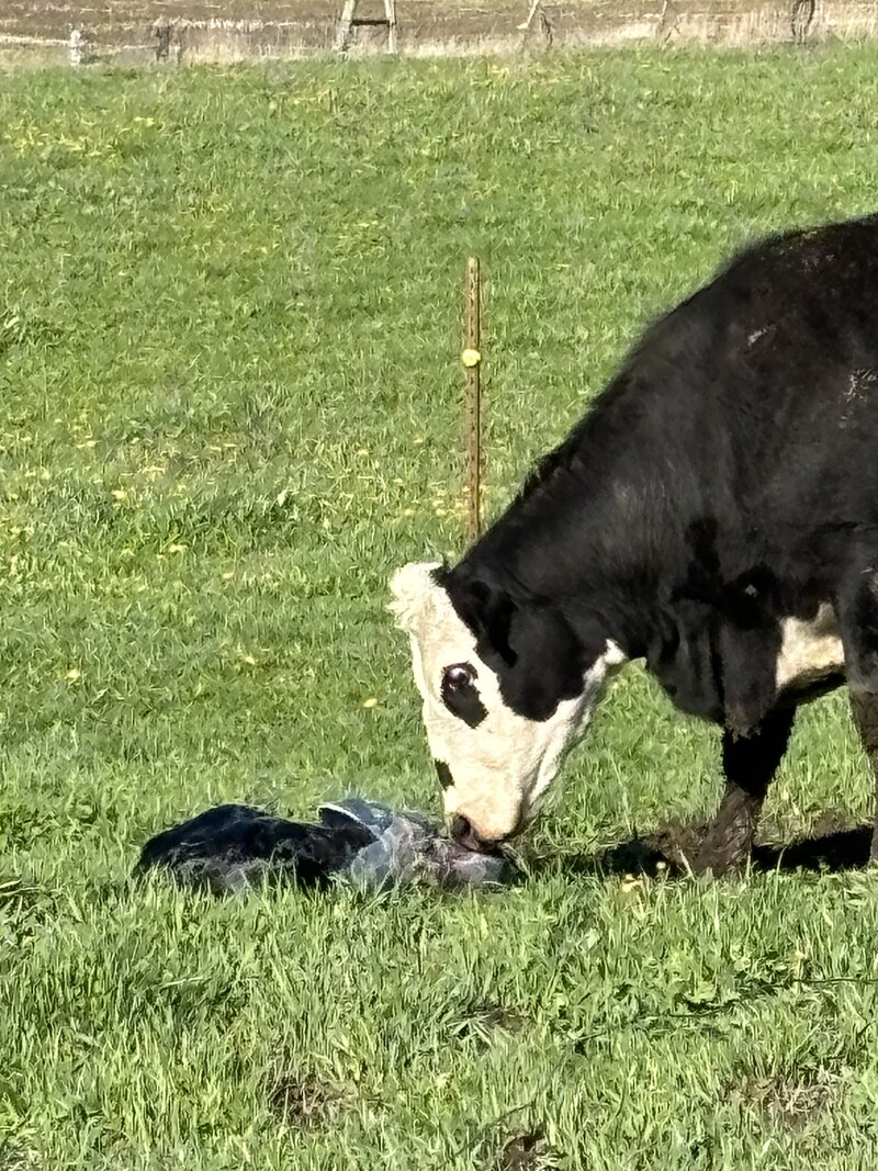Cow with her newborn calf