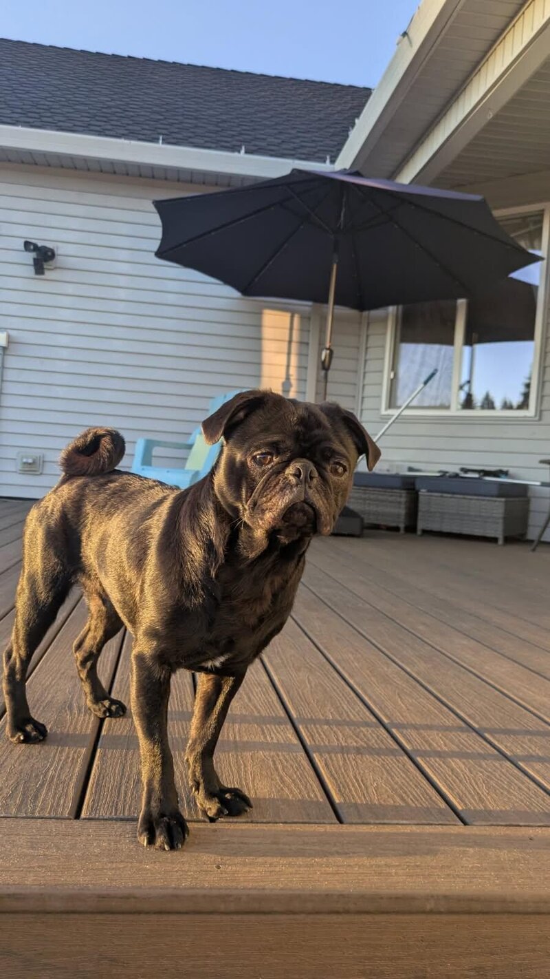 Winston (4)