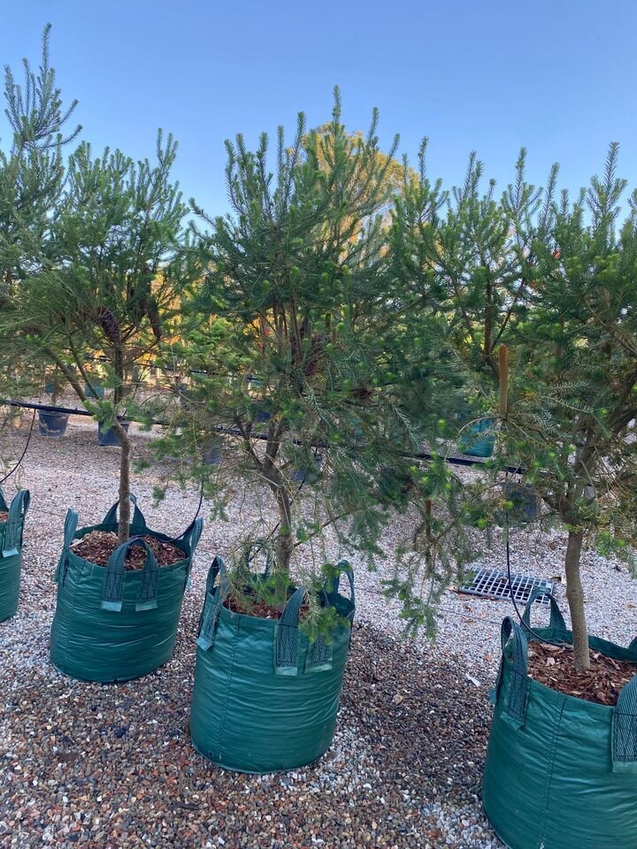 Banksia Ericfolia - Australian Natives Sydney Plant Nursery - Heath Banskia