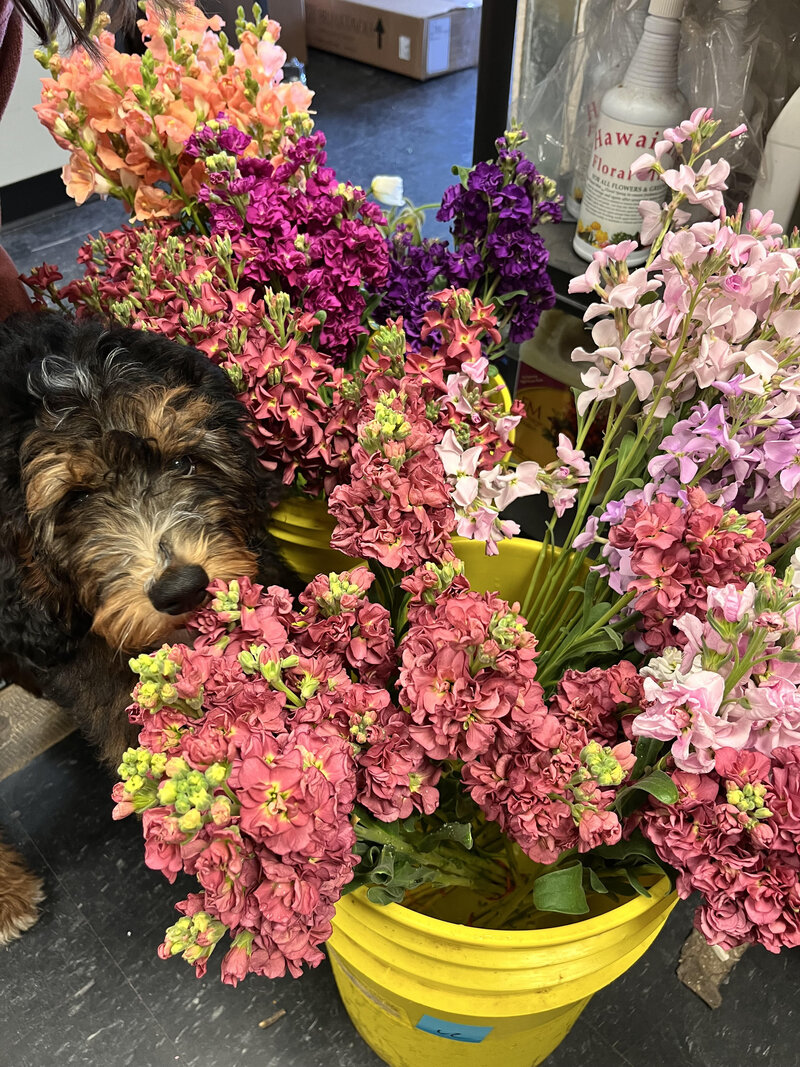 Bellaand Flowers_Puppy Eyes