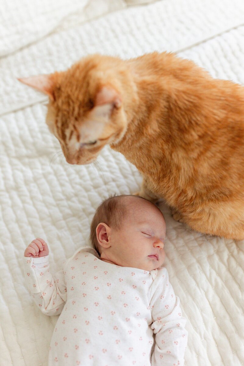 orange tabby cat stands watchfully over newborn baby resting on the bed