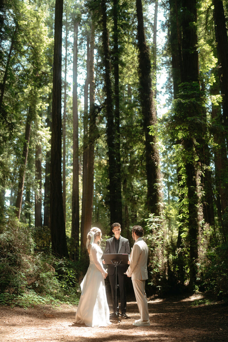 Bride and groom in a grove of trees during their Henry Cowell Redwoods State Park Wedding ceremony