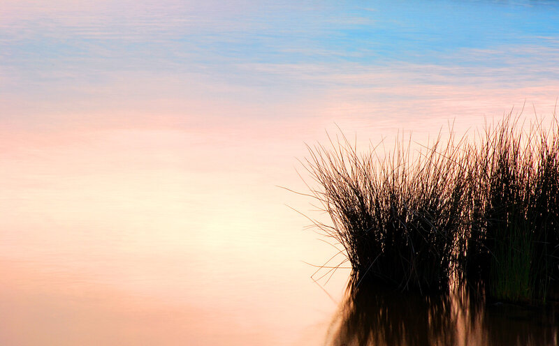 Sea_Grass_web
