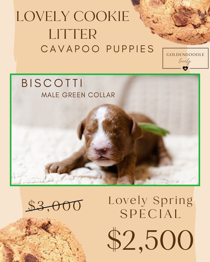 Cookie - Green Biscotti Male
