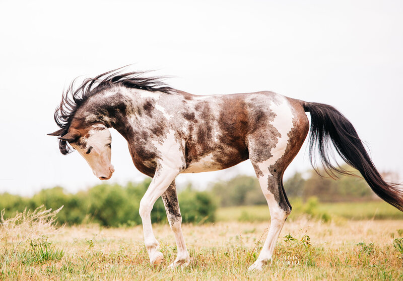 Stallions (28)